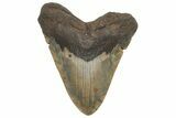 Huge, Fossil Megalodon Tooth - North Carolina #207995-2